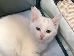 -瑞派天宁宠物医院·猫科·异宠中心
