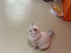 -三花喵·撸猫购宠·宠物生活馆(虹桥南丰城店)