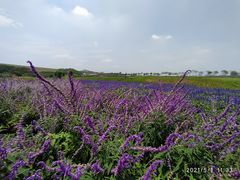 -光明小镇欢乐田园