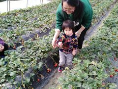 -小鱼草莓采摘园农家乐·小鱼餐厅