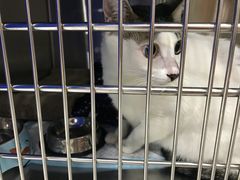 -安安宠医宠物医院·异宠·犬猫内科(岳阳分院)