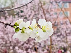 -桃花堤公园