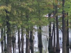 -白鹭湾湿地公园