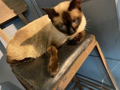 -more than meow吴止猫主题餐厅(承德 中船汇店)