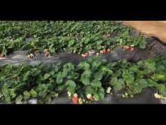 -田趣农庄草莓采摘园