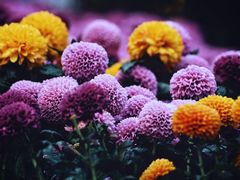 -杭州植物园