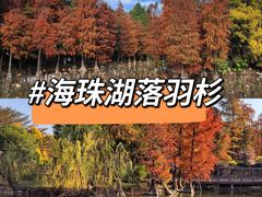 -海珠湖公园