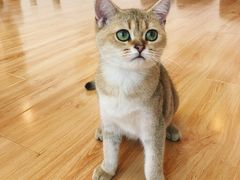 -momokira米努特·德文卷毛猫·棉花面纱犬