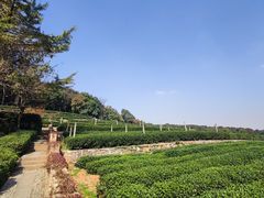 -中国茶叶博物馆(双峰馆区)