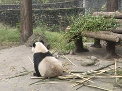 -都江堰中华大熊猫苑