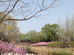 -大望京公园