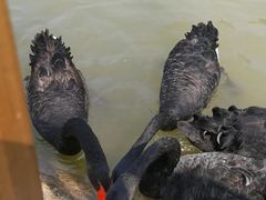 -合肥滨湖国家森林公园