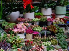 -青石桥花鸟鱼虫市场(叠翠城店)