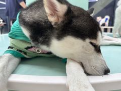 -怪兽屋·羊驼·猫咖·狗咖(俊华广场店)