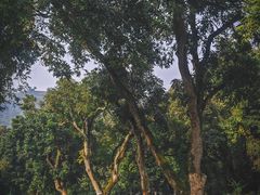 -张坝桂圆林公园