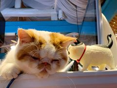 -猫小院猫主题咖啡厅(北锣店)