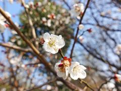 -香雪海