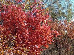 -北京西山国家森林公园