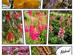 -天适樱花悠乐园