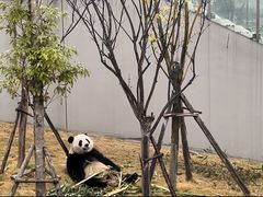 -成都大熊猫繁育研究基地