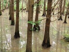 -桤木河湿地公园