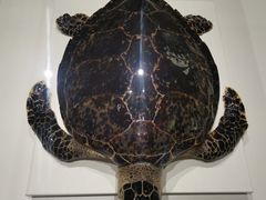 -青岛贝壳博物馆