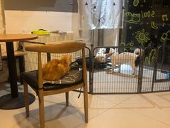 -平行世界·猫咖(首经贸店)