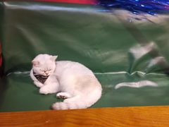 -猫色咖啡·猫咖