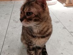 -飞行喵MR PILOT|猫舍·猫咖(静安大融城店)