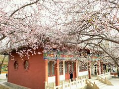 -桃花堤公园