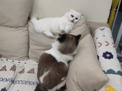 -柚子猫舍·精品猫舍购猫·猫咪认养·购宠·宠物店