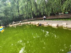 -大鹅岛绿色生态美食园
