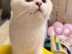 -伟伟宠物医院·CT影像中心·瑞派犬猫综合性门诊(汉口总院)