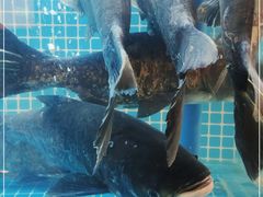 -鸽子侯·家宴·平价海鲜(市图书馆店)
