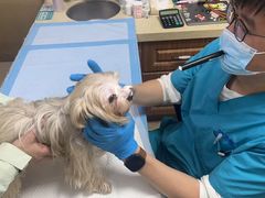 -美联众合动物医院·24h转诊中心