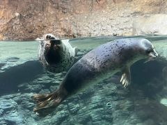 -海合安青岛极地海洋公园