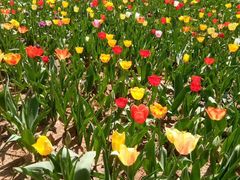 -洛阳郁金香牡丹园