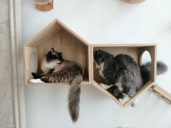 -Catmate·猫肥家润(金润铂宫店)
