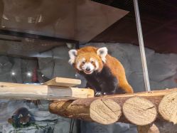 -Zoolung Zoolung动物主题公园(海信广场店)