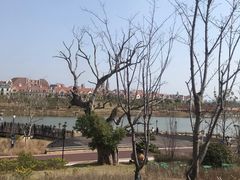 -九龙湖公园