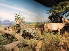 -陕西自然博物馆