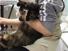 -十年猫舍·猫咪专门店(普陀店)