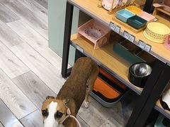 -BABIT巴比特宠物(MOMOPARK店)