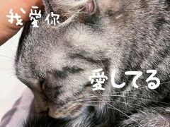 -猫儿山۰猫主题餐厅