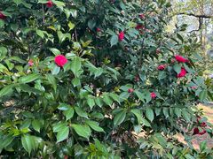 -武汉大学-樱园