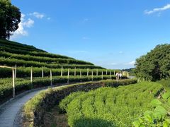 -中国茶叶博物馆(双峰馆区)