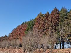 -羊亭河湿地公园