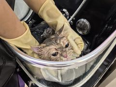 -北京观赏动物医院·24小时大型综合·猫专科·异宠专科