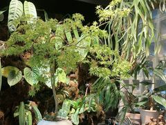 -自由生长植物工作室(深港花卉中心店)