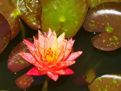 -国家植物园南园